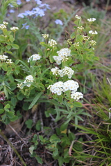 Spiraea trilobata