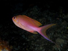 Anthias anthias