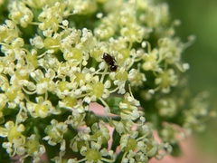 Brachymyrmex patagonicus