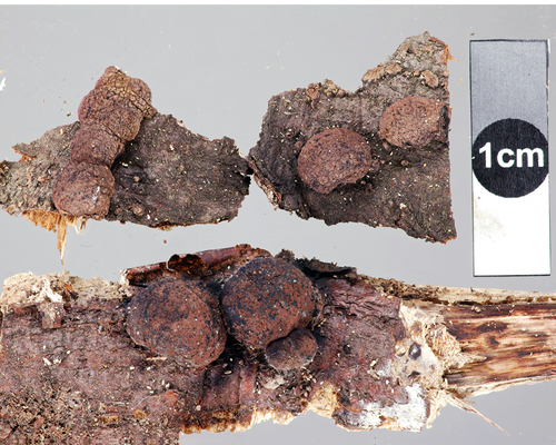 Hypoxylon howeanum