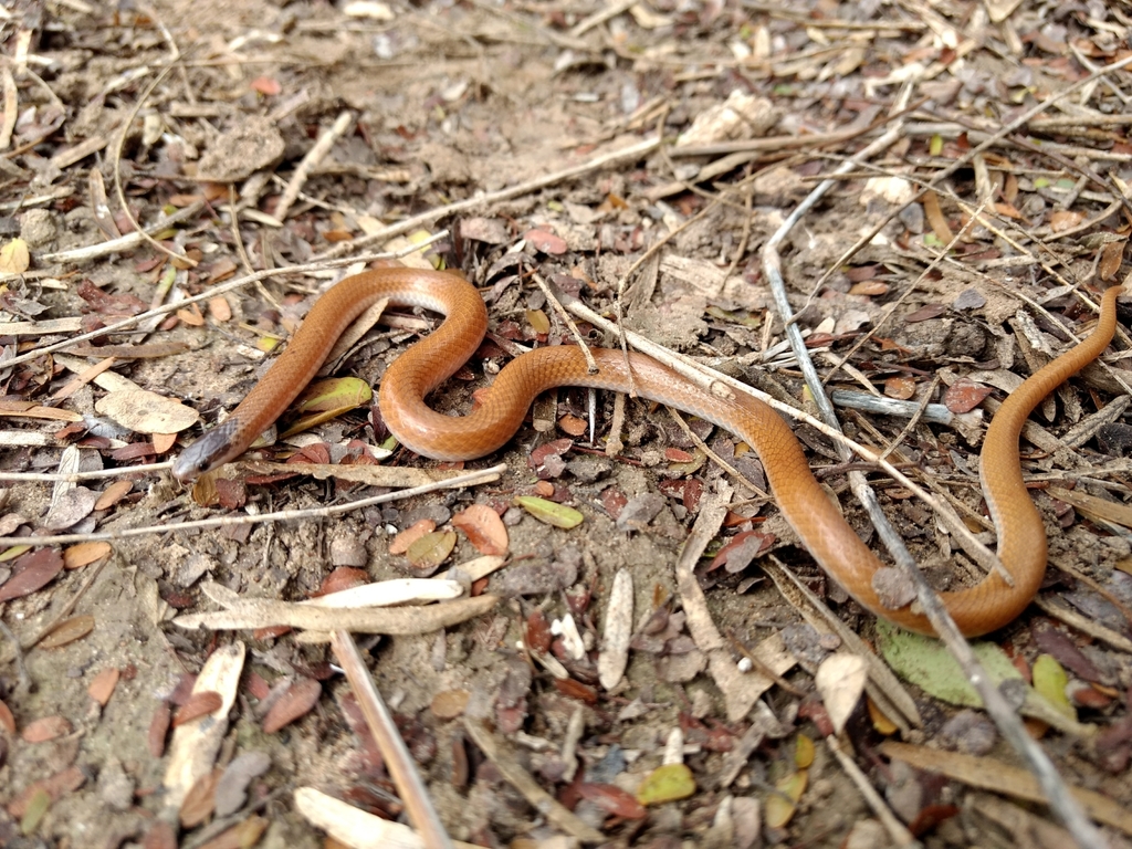 Plains Black-headed Snake from Unnamed Road, Tamaulipas, México on ...