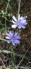 Cichorium endivia
