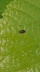 Coleoptera