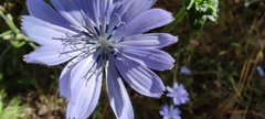 Cichorium endivia