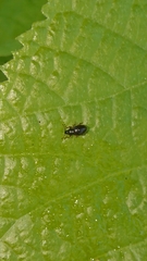 Coleoptera