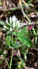 Trifolium squarrosum
