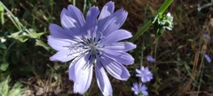 Cichorium endivia