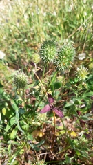 Trifolium squarrosum