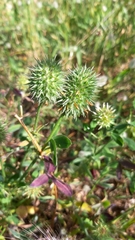 Trifolium squarrosum
