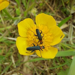 Oedemera croceicollis