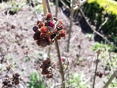 Callicarpa bodinieri