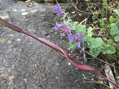 Nepeta × faassenii