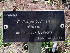 Callicarpa bodinieri