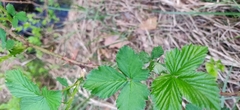 Rubus hirtus