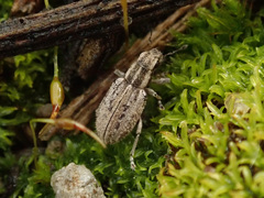 Sitona macularius
