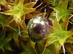 Lamprobyrrhulus nitidus