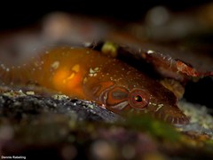 Lepadogaster candolii