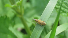 Lixus cardui