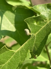 Homoeolabus analis