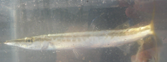Sphyraena borealis