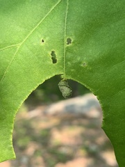 Homoeolabus analis