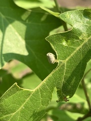 Homoeolabus analis