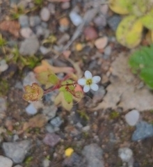 Saxifraga tridactylites
