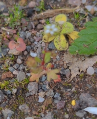 Saxifraga tridactylites