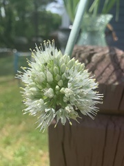 Allium cepa