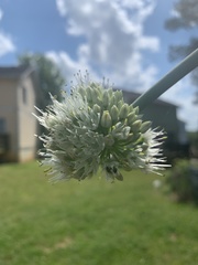 Allium cepa