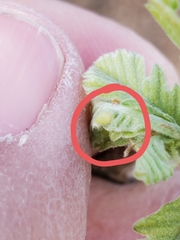 Macrodiplosis niveipila