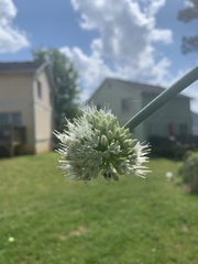Allium cepa