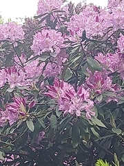 Magnoliopsida