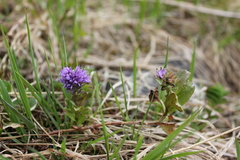 Veronica densiflora