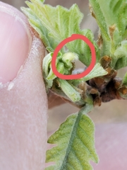 Macrodiplosis niveipila