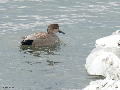 Canard chipeau, mâle