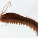 Platynereis - Photo (c) BIO Photography Group, Biodiversity Institute of Ontario, some rights reserved (CC BY-NC-SA)