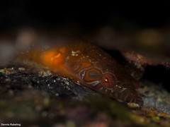Lepadogaster candolii
