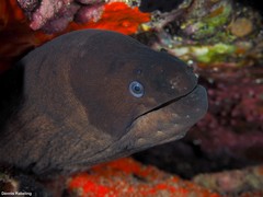 Gymnothorax unicolor
