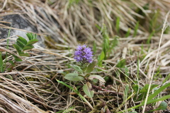 Veronica densiflora