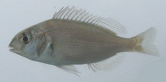 Stenotomus chrysops