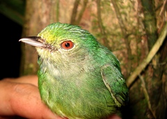 Lepidothrix coronata