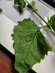 Alliaria petiolata
