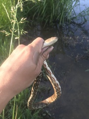 Nerodia sipedon pleuralis