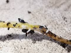 Rhizoecus
