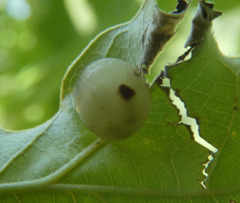Amphibolips nubilipennis