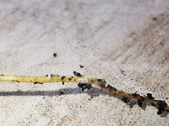 Rhizoecus
