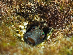 Parablennius goreensis