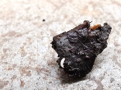 Rhizoecus