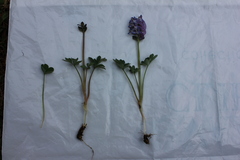 Corydalis pauciflora